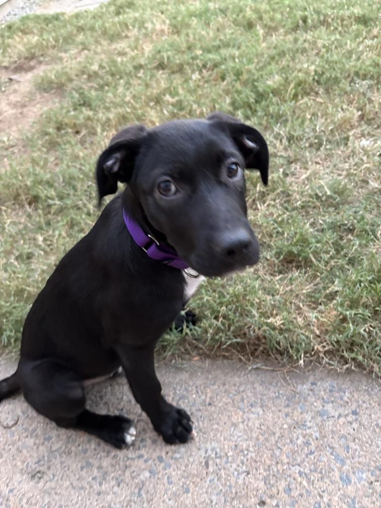 Justine Sparks, a Adoptable mixed breed in Boston, MA image 2/6