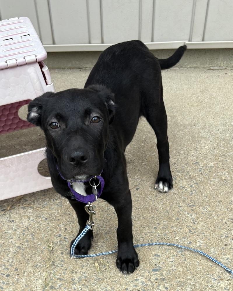 Justine Sparks, a Adoptable mixed breed in Boston, MA image 3/6