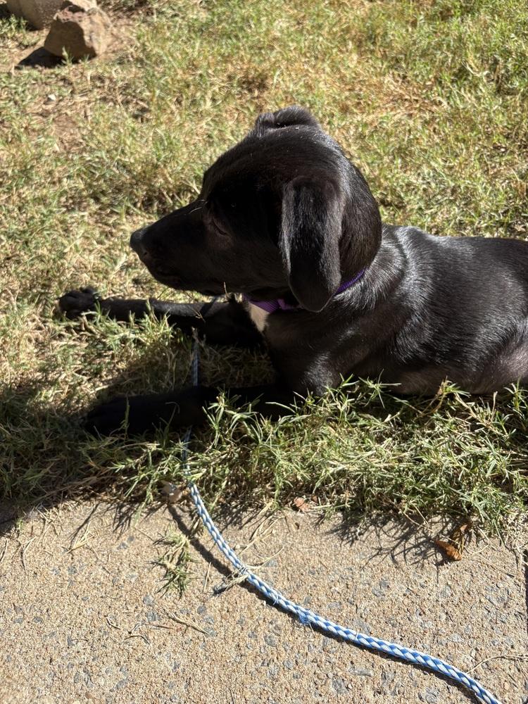 Justine Sparks, a Adoptable mixed breed in Boston, MA image 4/6