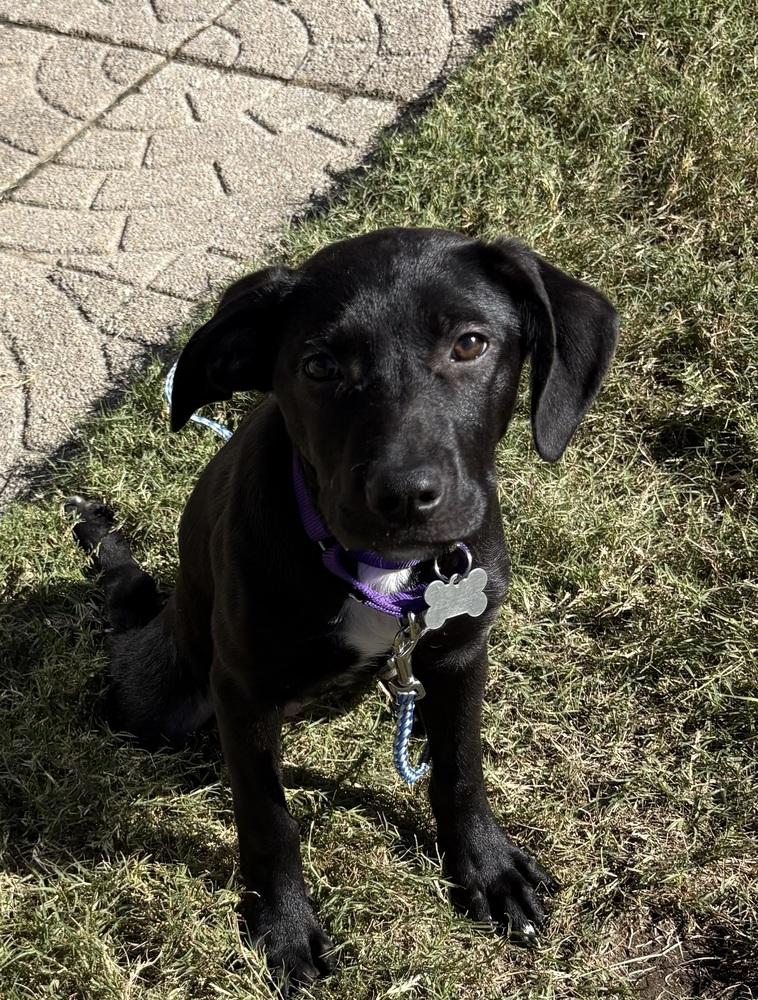 Justine Sparks, a Adoptable mixed breed in Boston, MA image 5/6