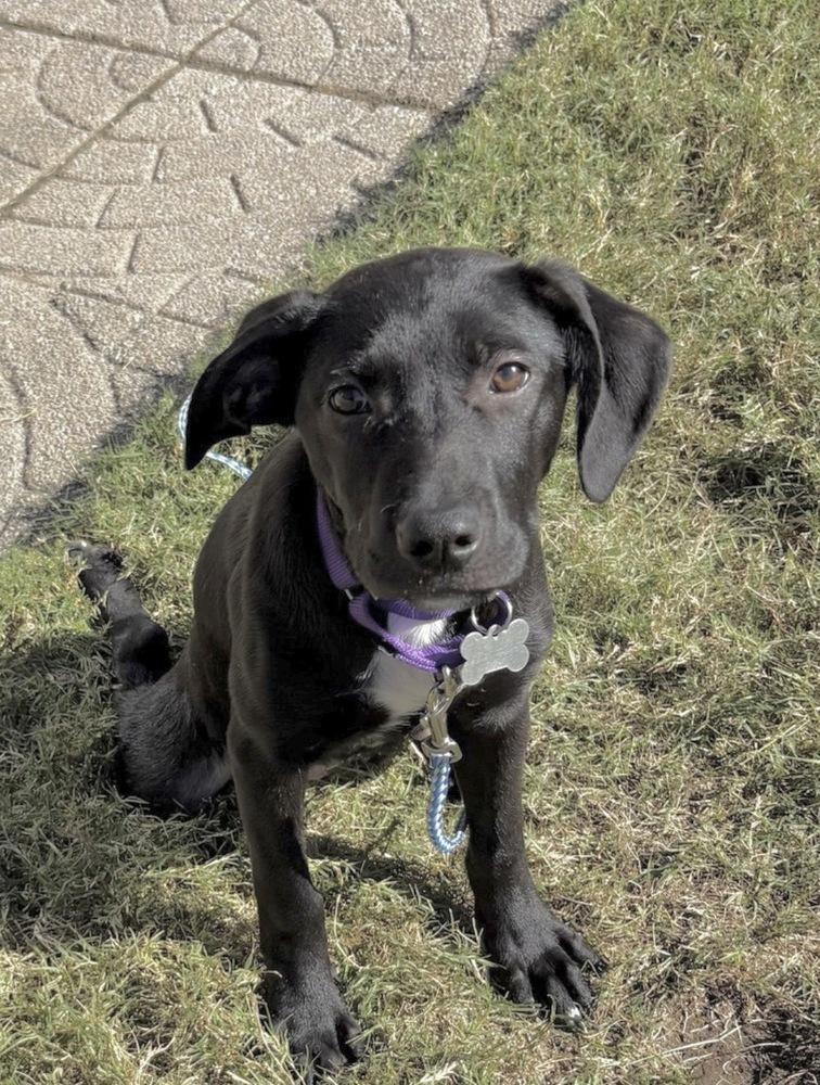 Enlarge Justine Sparks, a Adoptable mixed breed in Boston, MA image 5/6