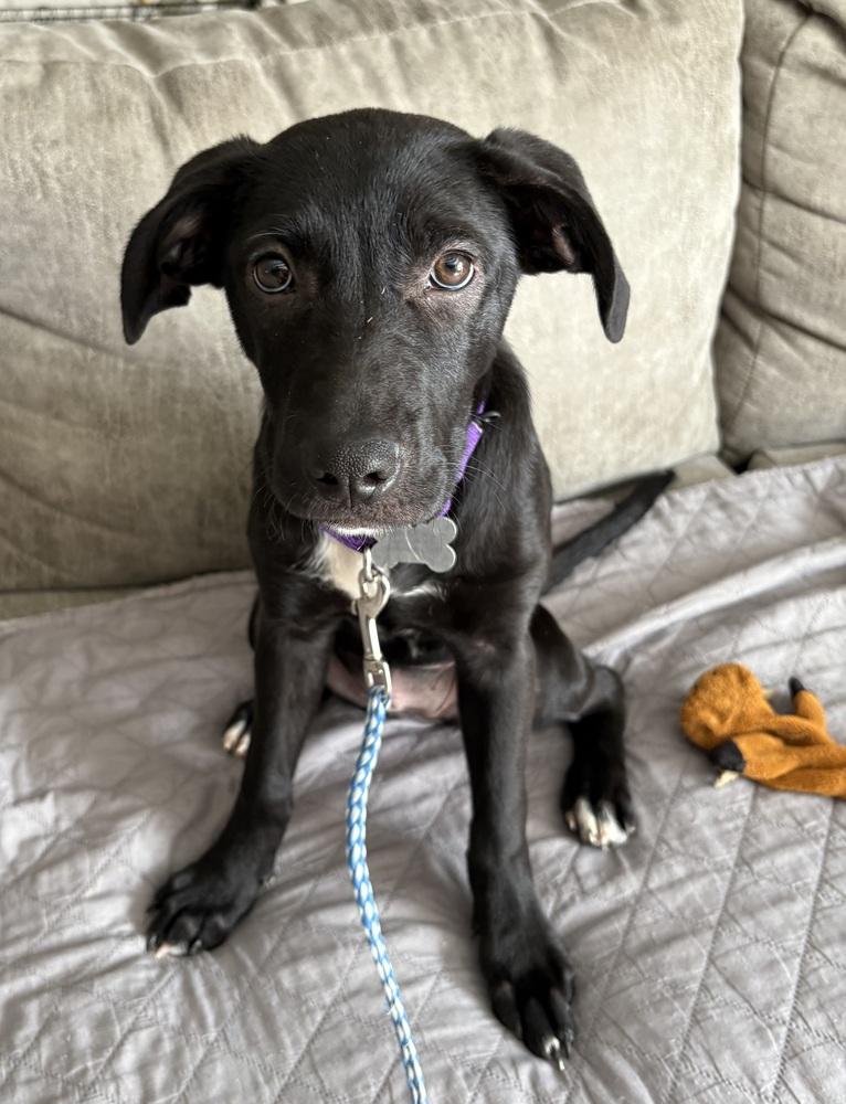 Justine Sparks, a Adoptable mixed breed in Boston, MA image 6/6