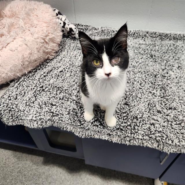 RUBY, Adoptable, Kitten Female Domestic Medium Hair.