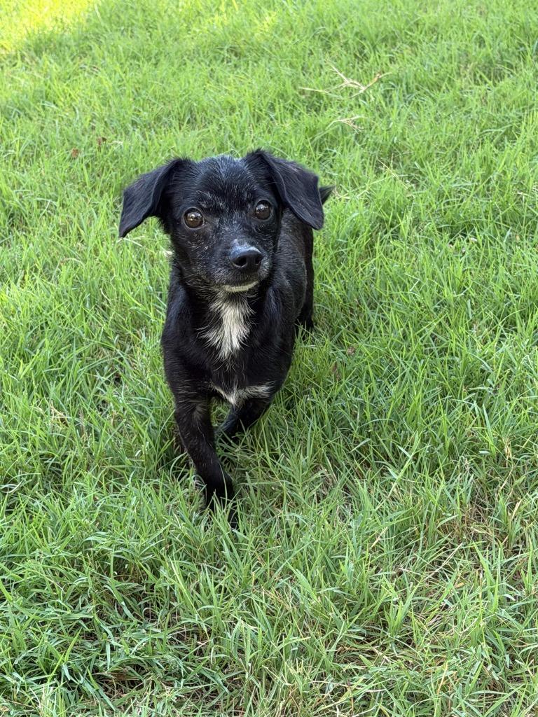 Rocky, Adoptable, Adult Male Dachshund & Chihuahua.