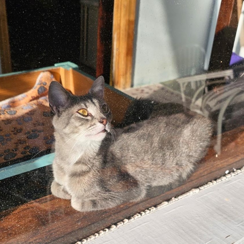 Enlarge Nani, a ADOPTABLE Domestic Short Hair in Fort Oglethorpe, GA image 4/4