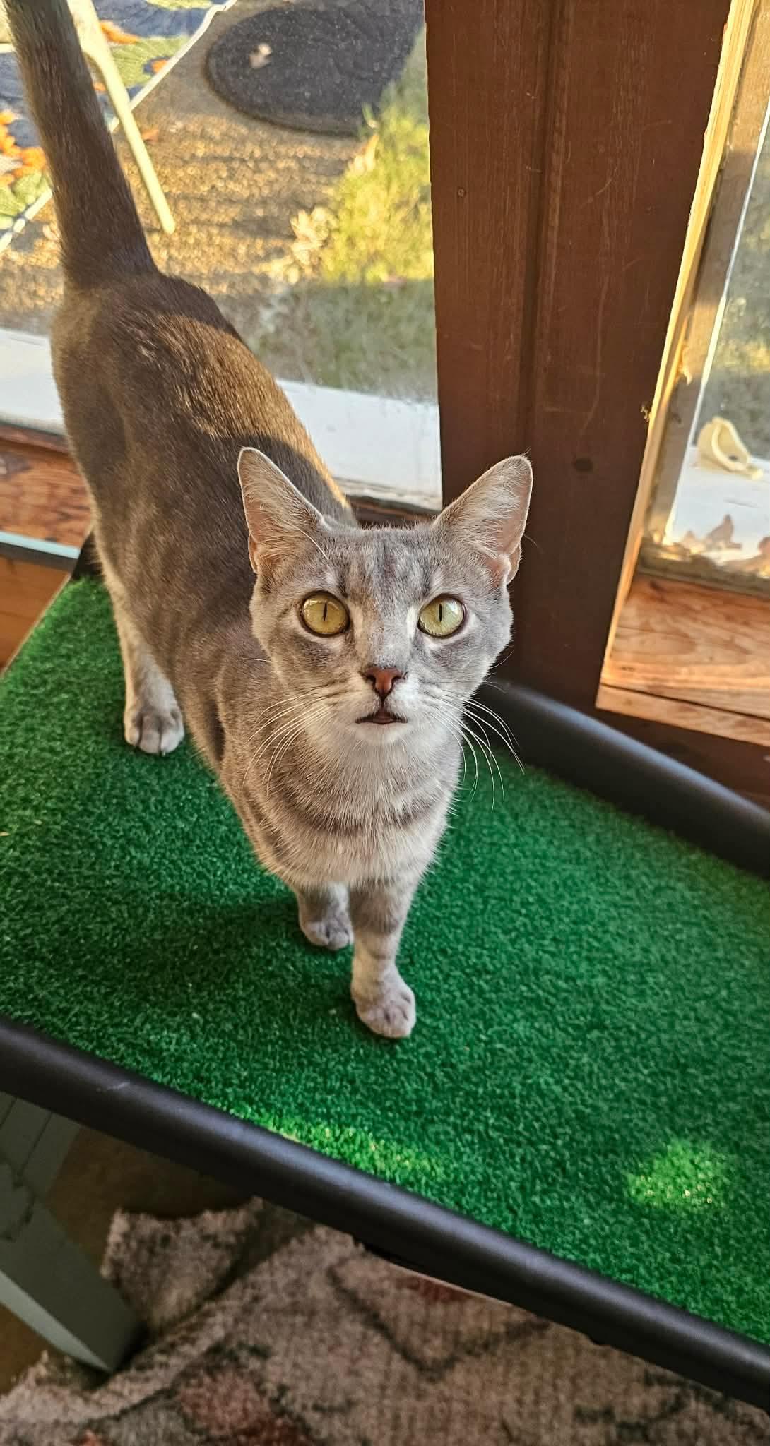 Enlarge Nani, a ADOPTABLE Domestic Short Hair in Fort Oglethorpe, GA image 1/3