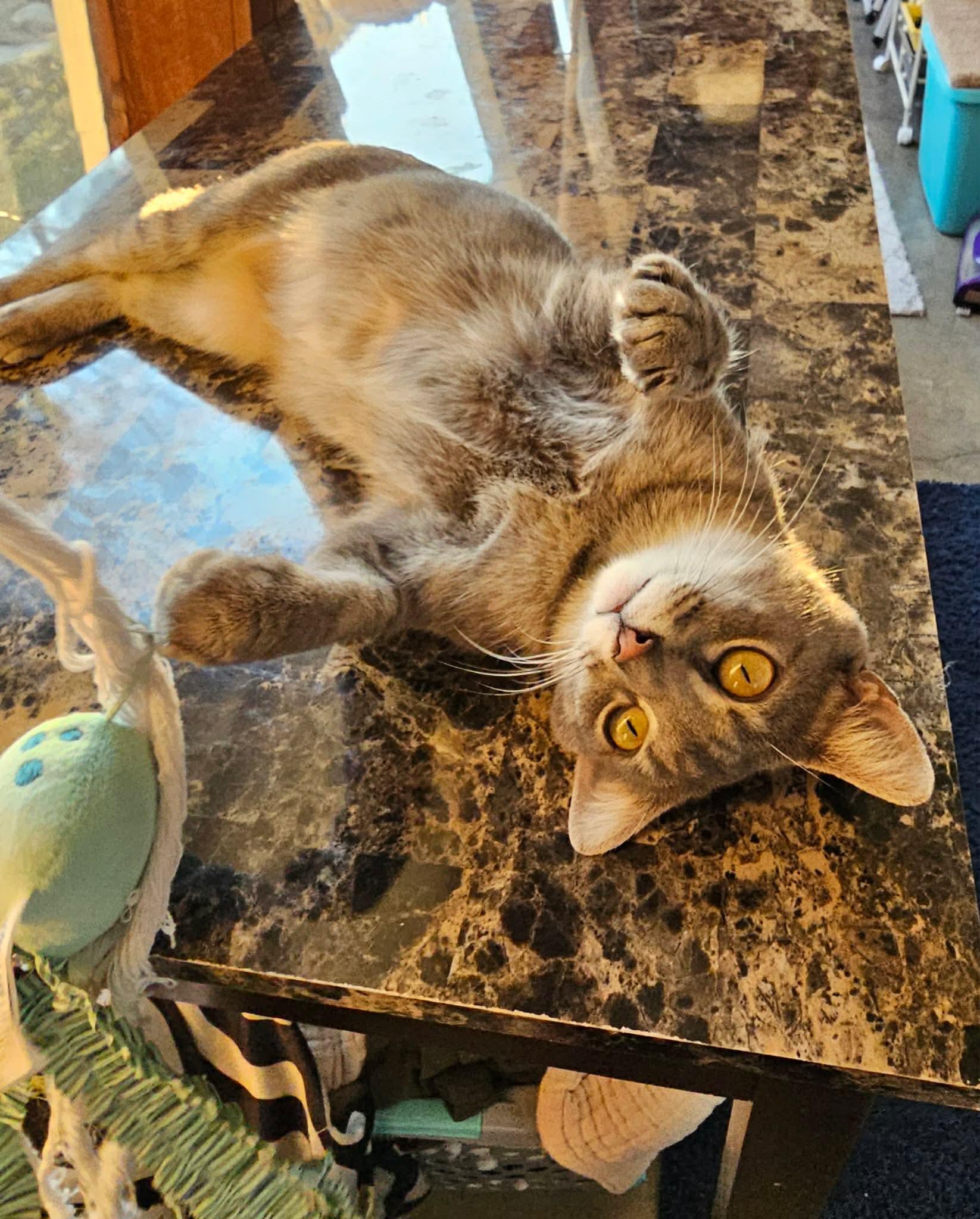 Enlarge Nani, a ADOPTABLE Domestic Short Hair in Fort Oglethorpe, GA image 2/3