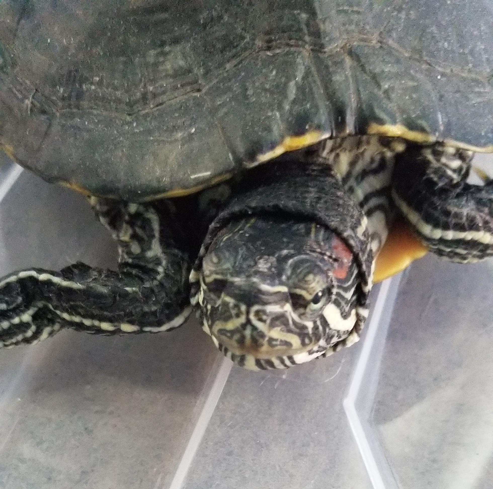 Enlarge red eared slider 06-25, a Adoptable Red-Eared Slider in Modesto, CA image 1/1