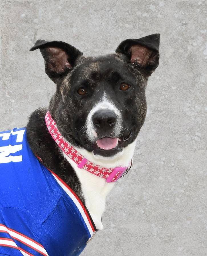 Enlarge Onyx, a Adoptable mixed breed in Springville, NY image 1/3