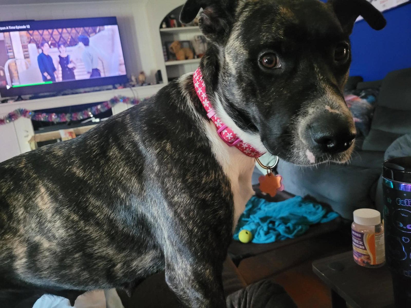 Enlarge Onyx, a Adoptable mixed breed in Springville, NY image 2/3
