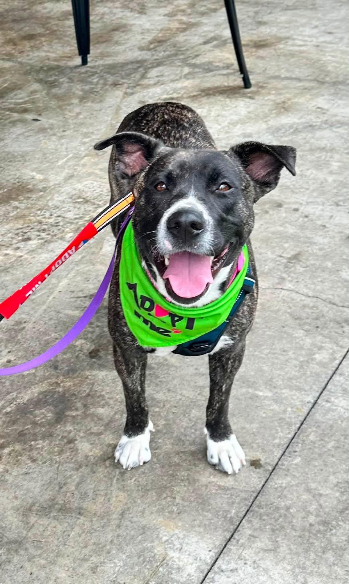 Enlarge Onyx, a Adoptable mixed breed in Springville, NY image 3/3