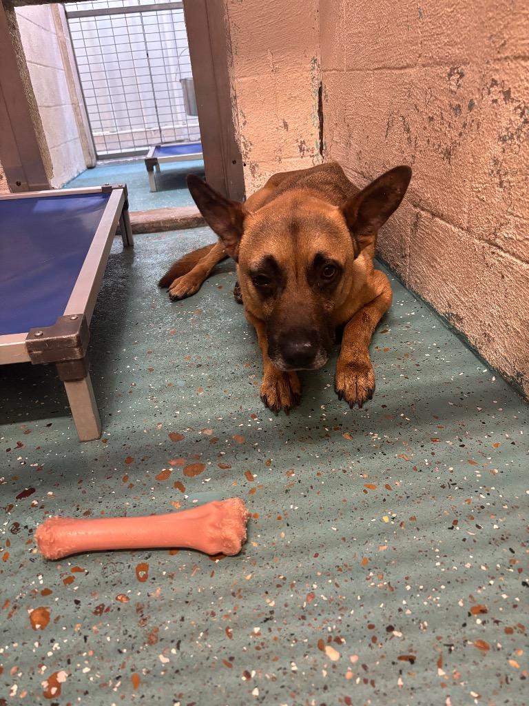 Enlarge Fezaroni, a Adoptable Shepherd in Seven Points, TX image 3/3