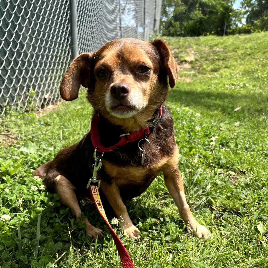 Beau, Adoptable, Adult Male Chihuahua.