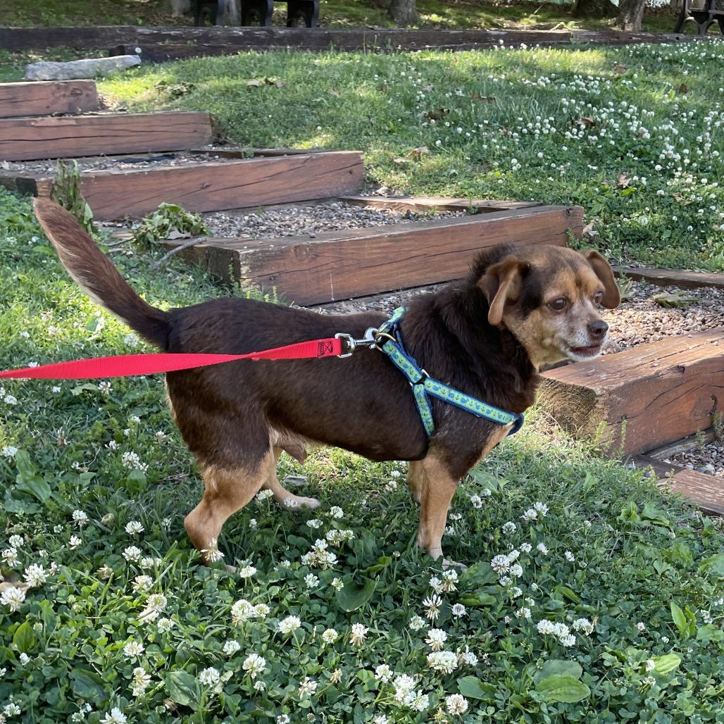 Beau, a Adoptable Chihuahua in Nashville, TN image 3/6