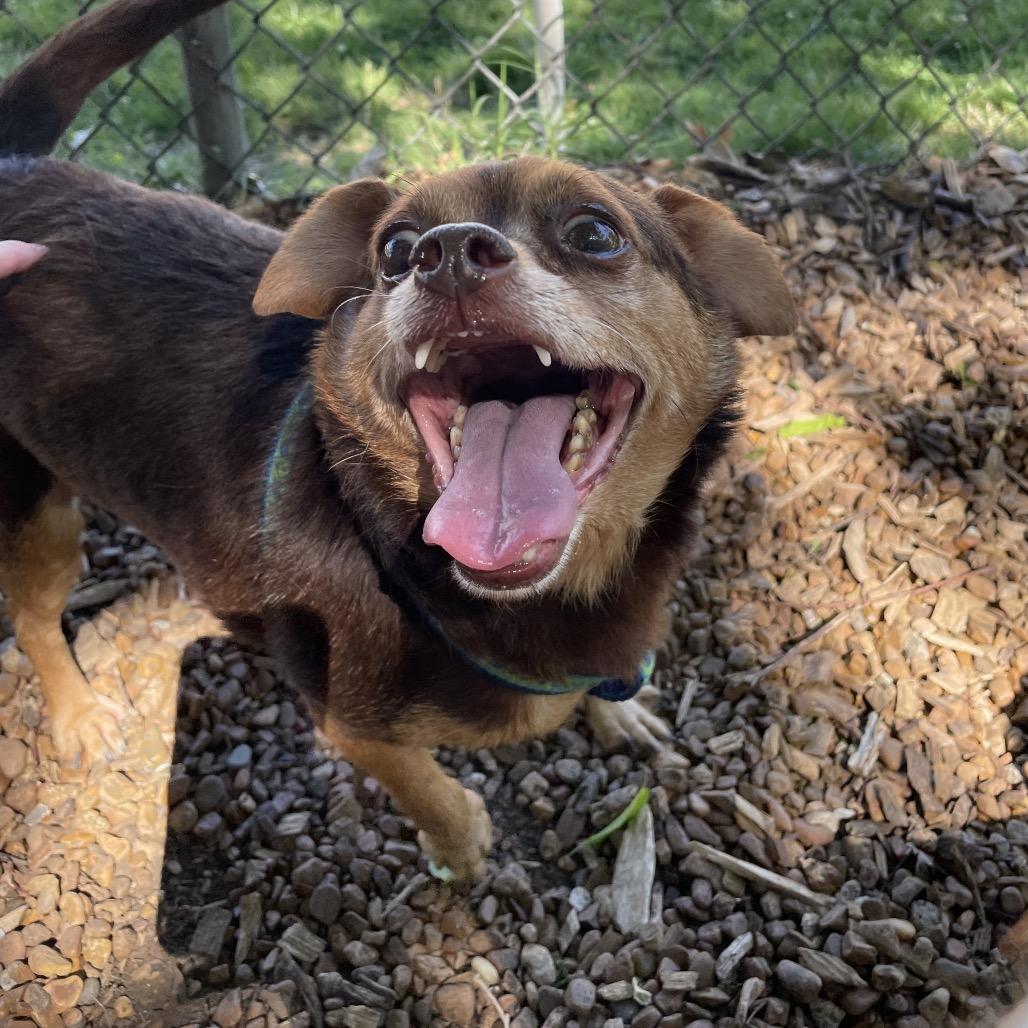 Beau, a Adoptable Chihuahua in Nashville, TN image 6/6