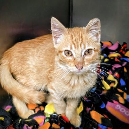 Enlarge Petey, a Adoptable Domestic Short Hair in Beatrice, NE image 1/1