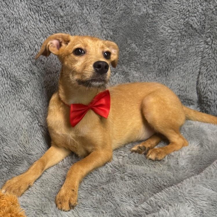 Scruffy, a Adoptable mixed breed in Medfield, MA image 1/2