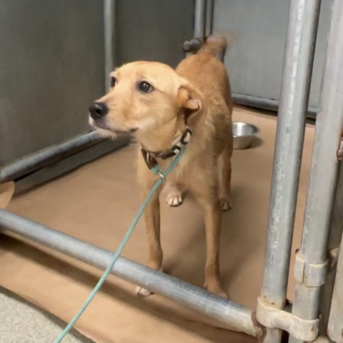 Enlarge Scruffy, an adopted mixed breed in Medfield, MA image 3/3