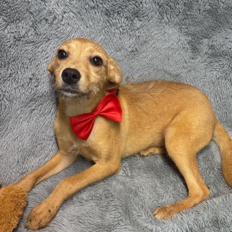 Scruffy, a Adoptable mixed breed in Medfield, MA image 2/2