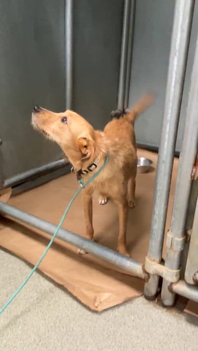 Enlarge Scruffy, an adopted mixed breed in Medfield, MA video 2/3