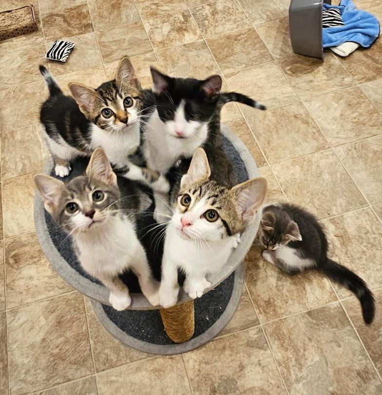 Enlarge Mitch and Maya in foster care, a Adopted Domestic Short Hair in Mendham, NJ image 1/3