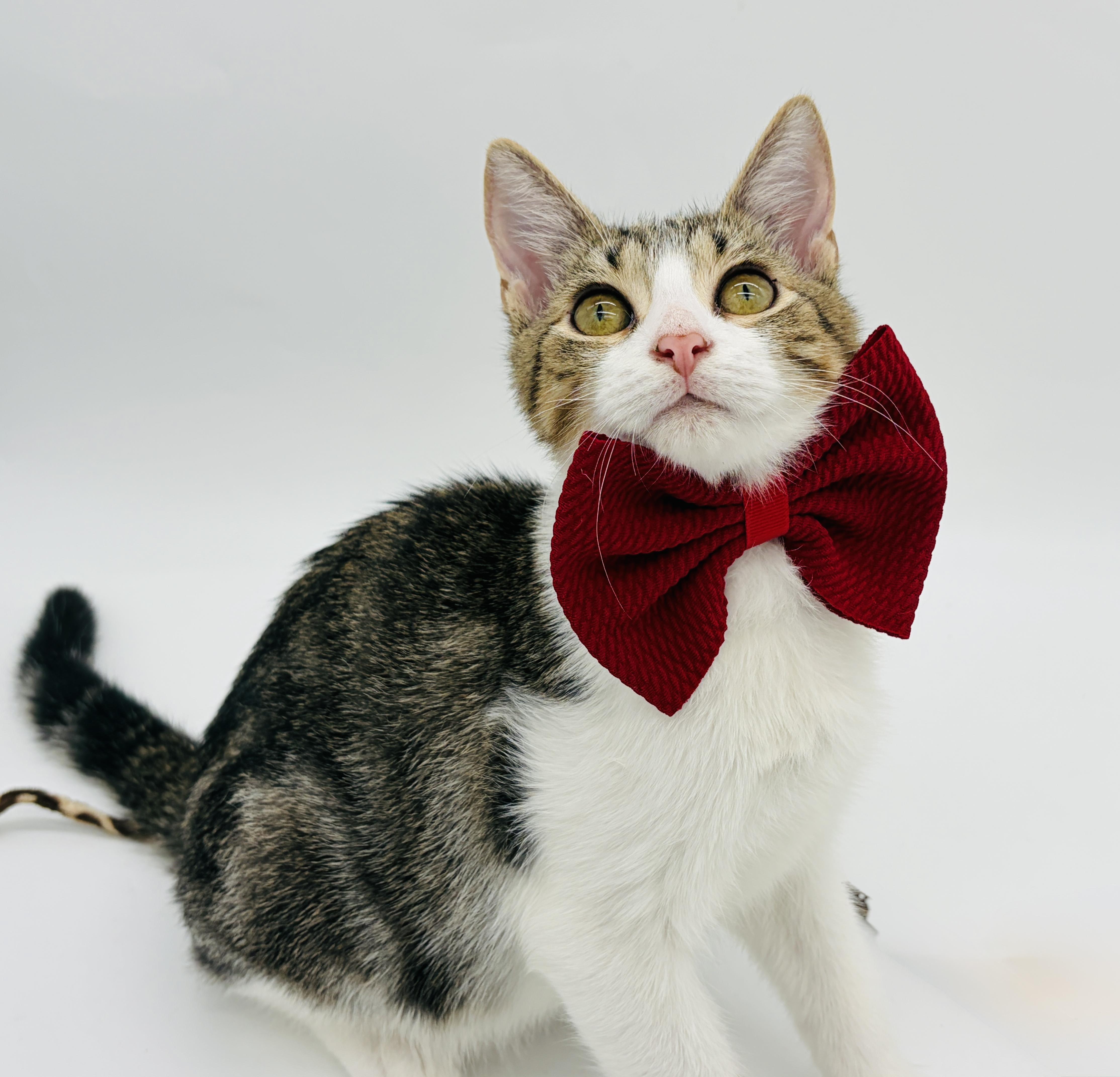 Enlarge Ryland Grace, a Adoptable Domestic Short Hair in Keene, NH image 3/6