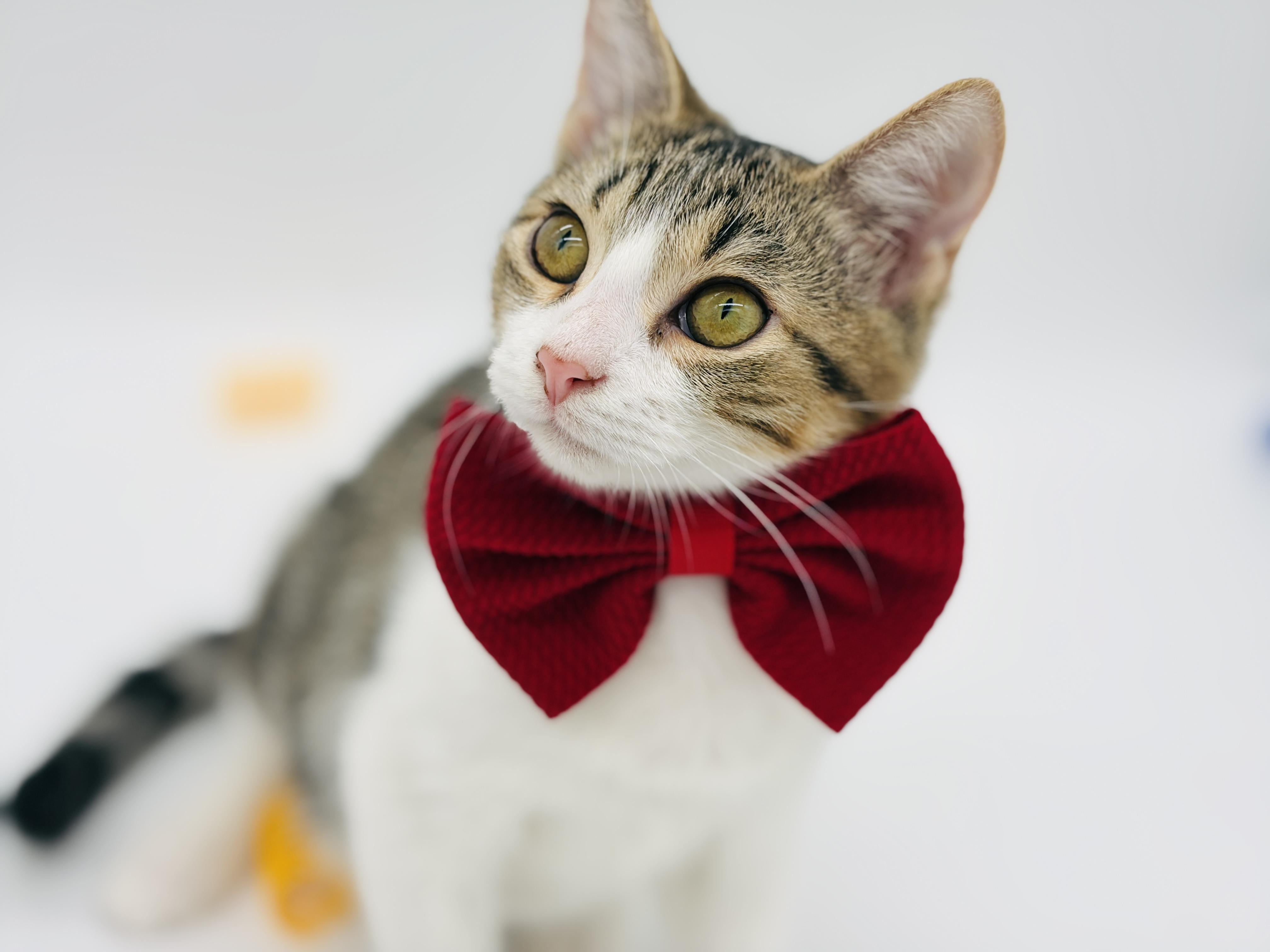 Enlarge Ryland Grace, a Adoptable Domestic Short Hair in Keene, NH image 4/6