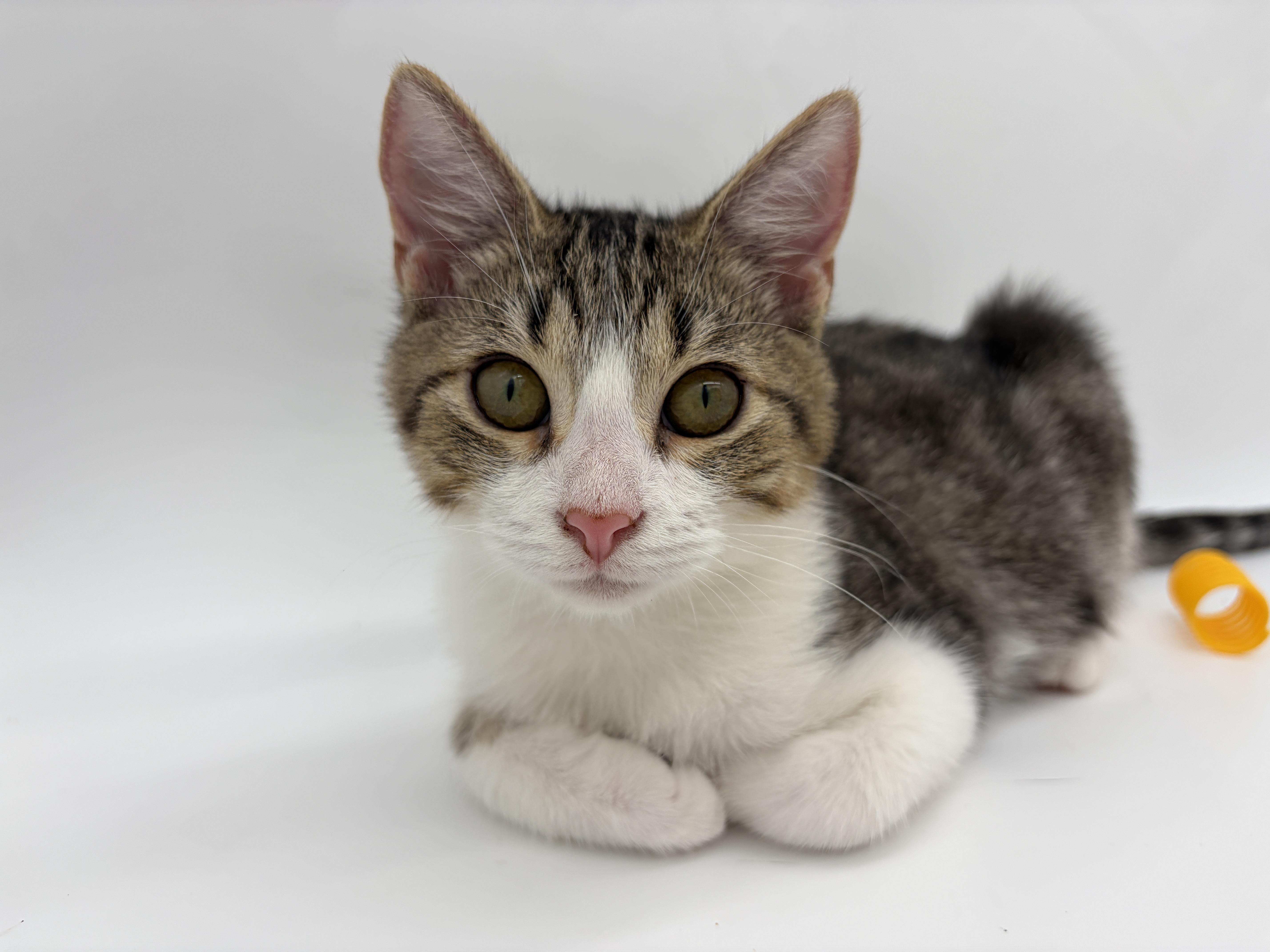 Enlarge Ryland Grace, a Adoptable Domestic Short Hair in Keene, NH image 5/6