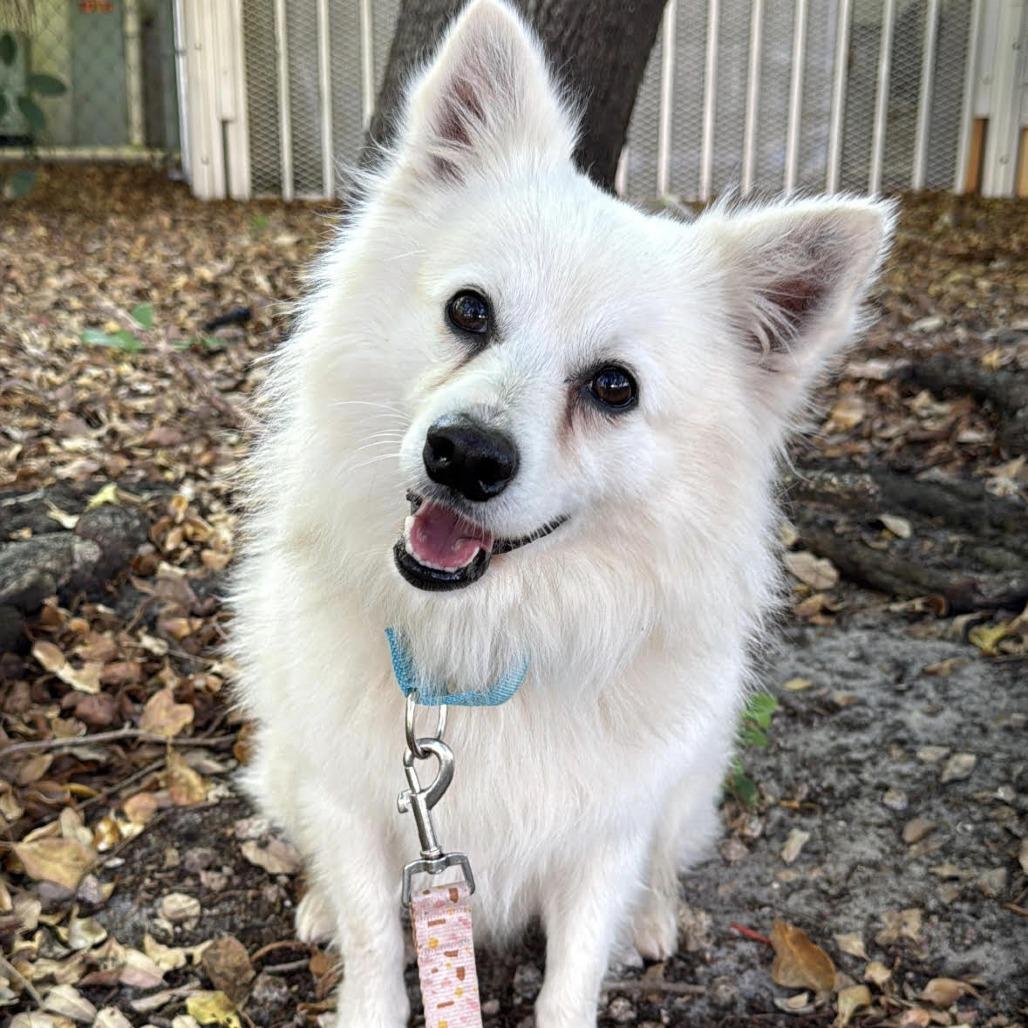 Benedict, Adoptable, Adult Male Eskimo Dog.