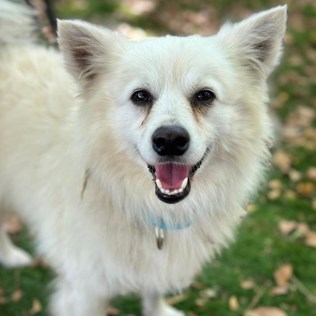 Benedict, a Adoptable Eskimo Dog in Lauderhill, FL image 2/2