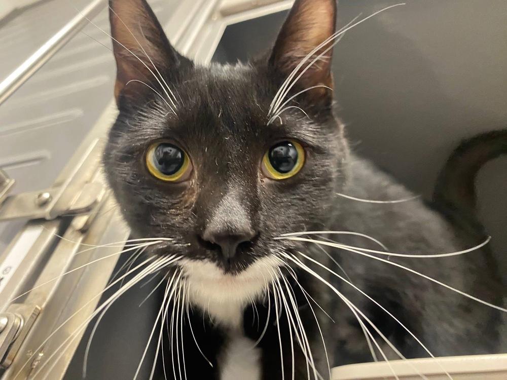 Enlarge Sylvester Smellone, a Adopted mixed breed in Clarksville, TN image 2/5