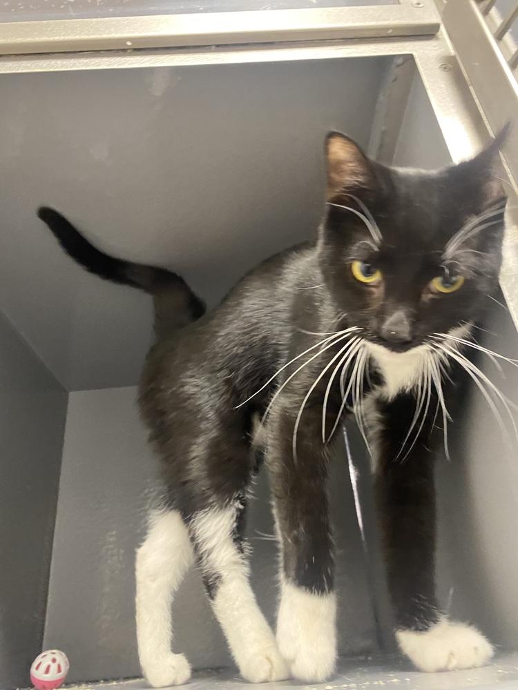 Sylvester Smellone, Adopted, Kitten Male Domestic Short Hair.