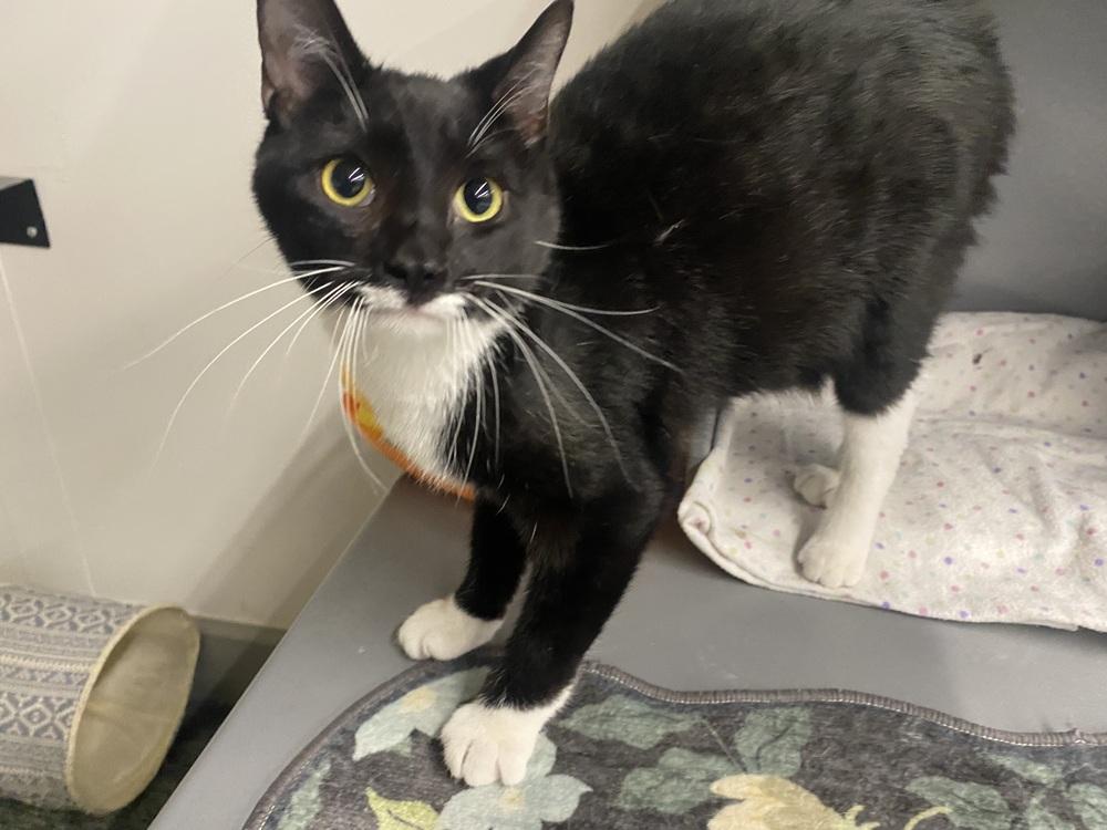 Enlarge Sylvester Smellone, a Adopted mixed breed in Clarksville, TN image 5/5