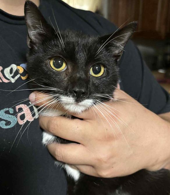 Enlarge Sylvester Smellone, a Adoptable mixed breed in Clarksville, TN image 3/4