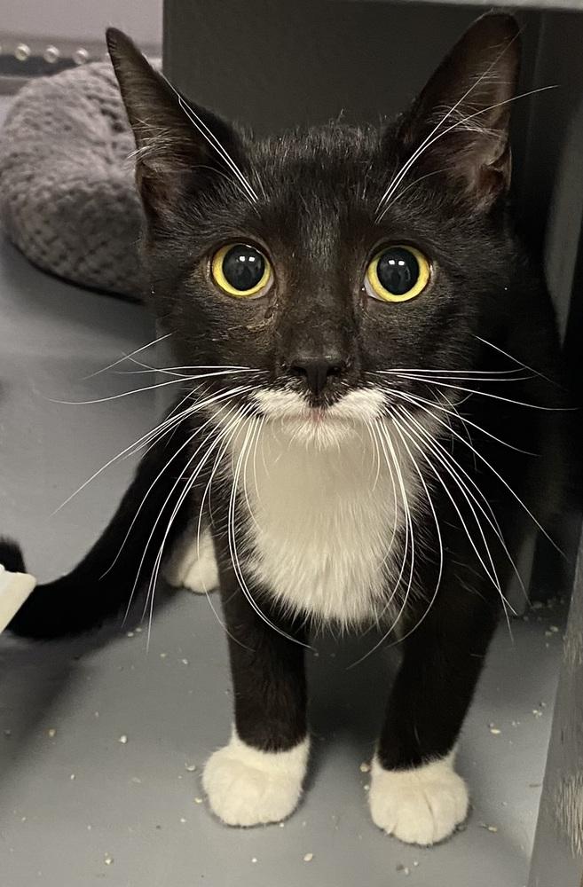 Enlarge Sylvester Smellone, a Adoptable mixed breed in Clarksville, TN image 4/4