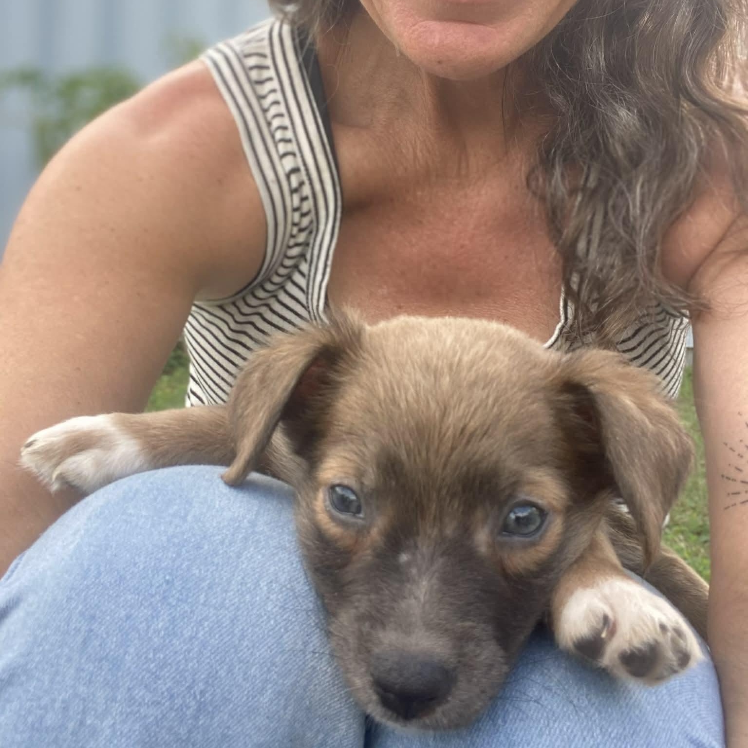 Enlarge Eggy, an adopted mixed breed in Pittsburgh, PA image 6/6