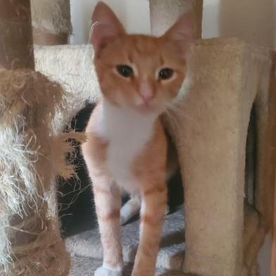 Alexander, a Adoptable Domestic Short Hair in CINCINNATI, OH image 1/3