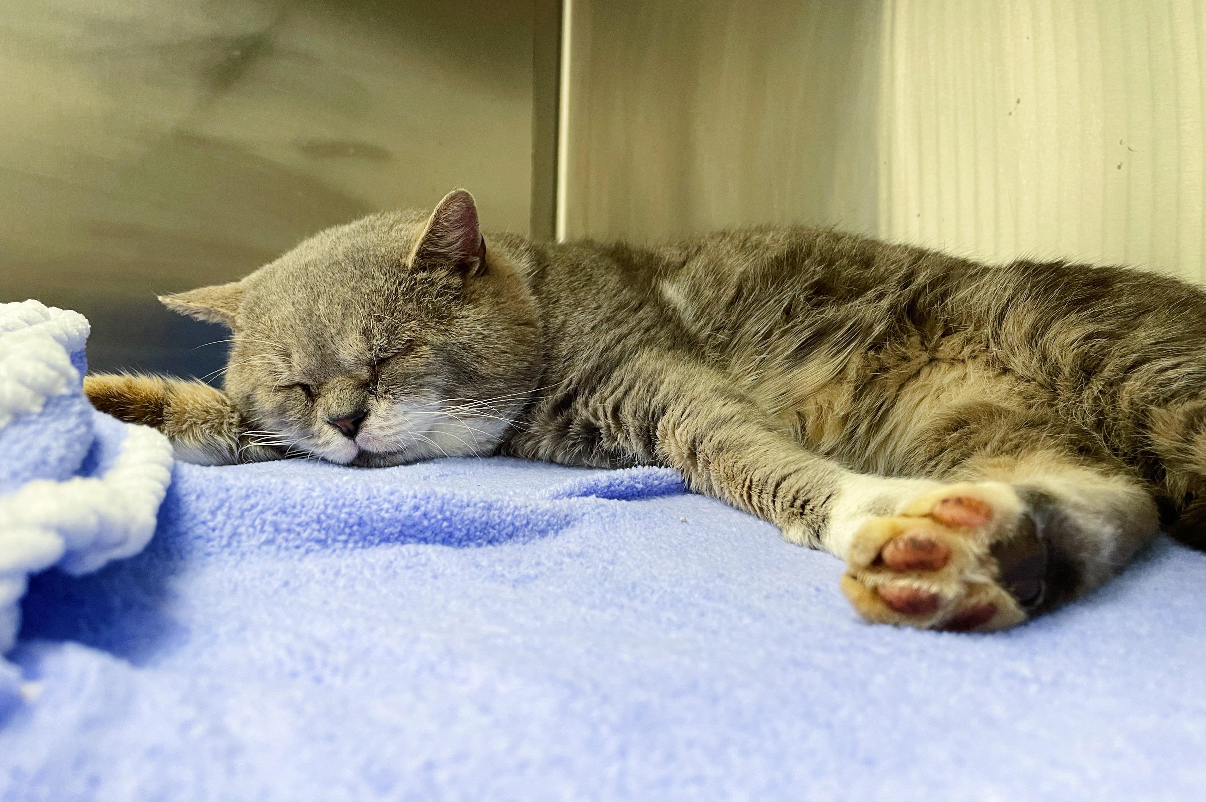 Enlarge Wilford Brimley , a ADOPTABLE Domestic Short Hair in Bethel, OH image 2/5