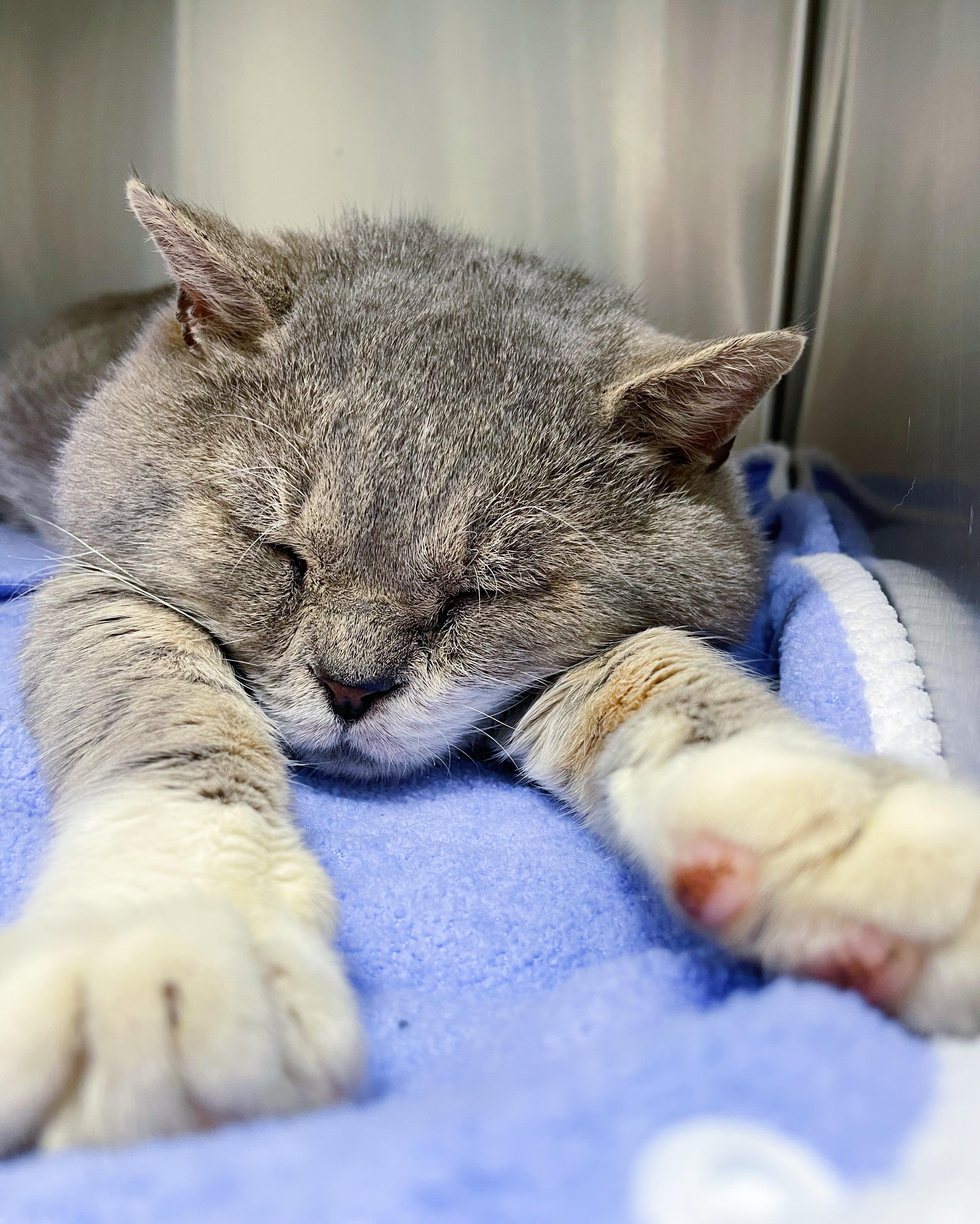 Enlarge Wilford Brimley , a ADOPTABLE Domestic Short Hair in Bethel, OH image 5/5