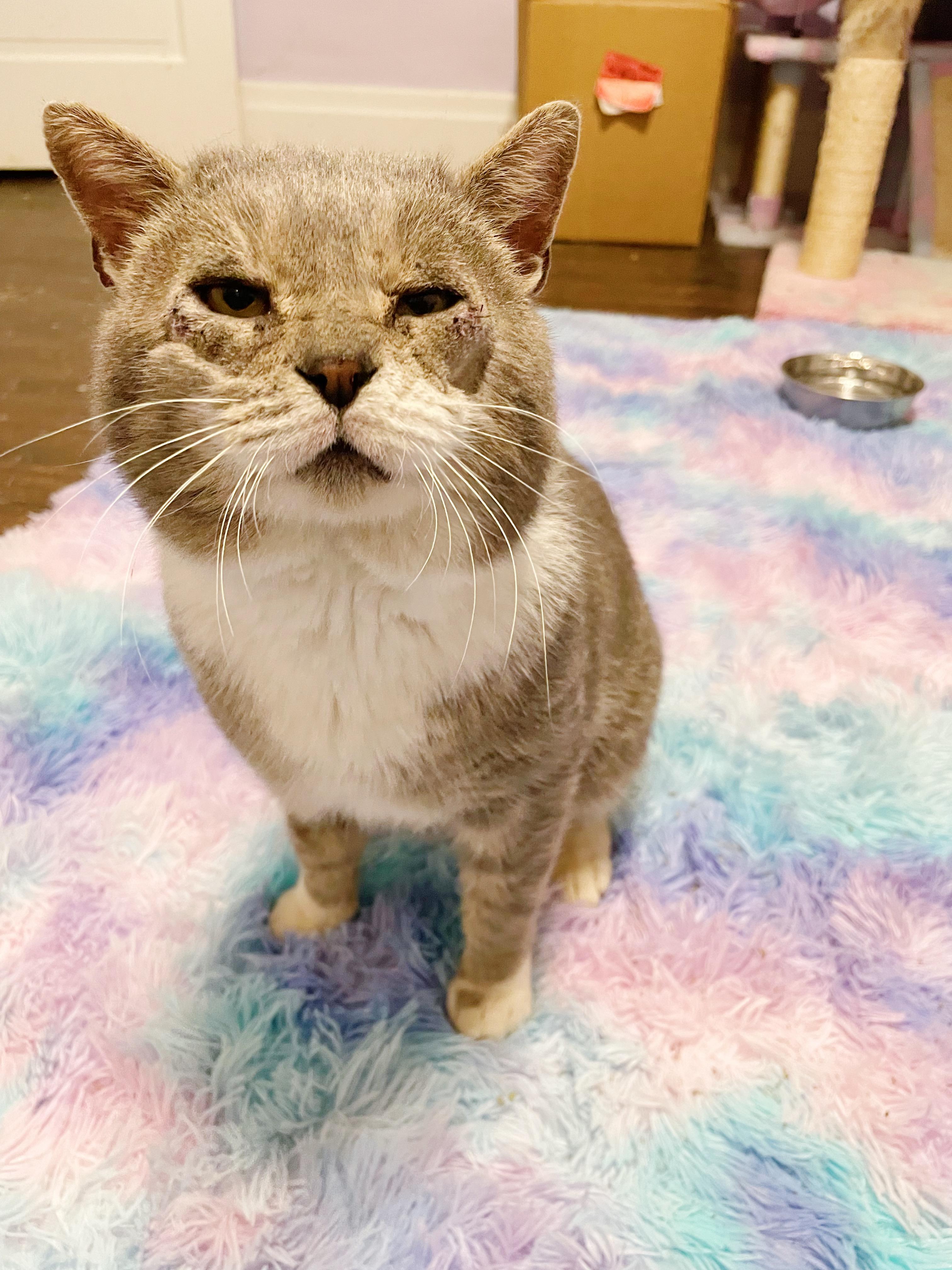 Enlarge Wilford Brimley , a ADOPTABLE Domestic Short Hair in Bethel, OH image 4/5