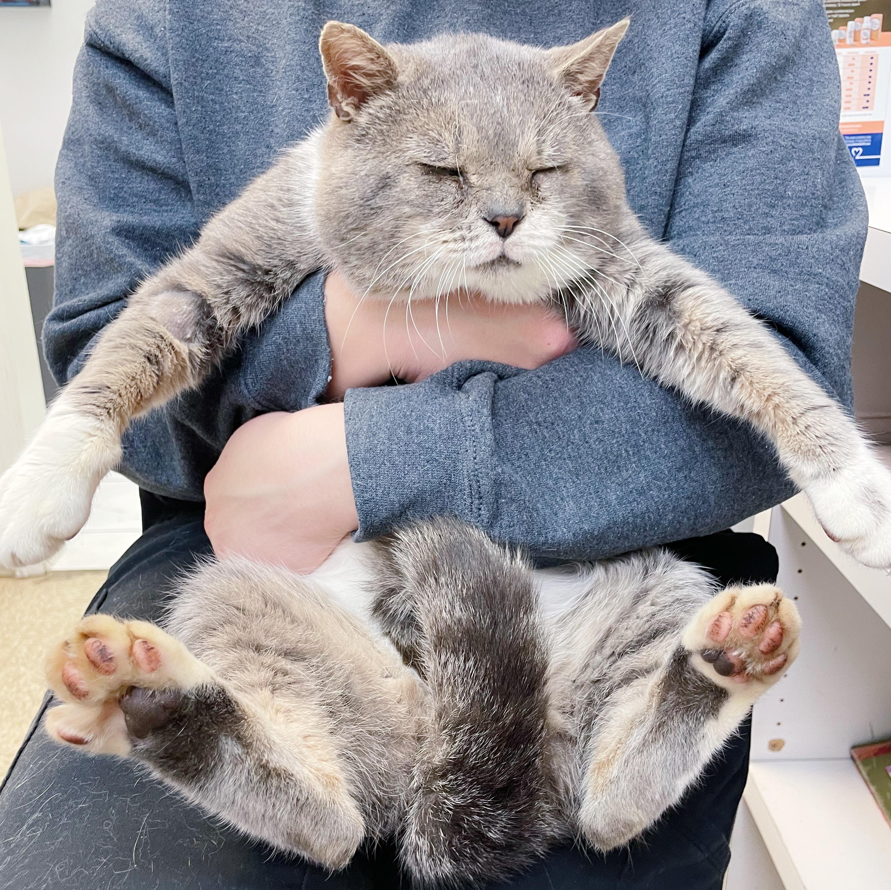 Enlarge Wilford Brimley , a ADOPTABLE Domestic Short Hair in Bethel, OH image 3/5