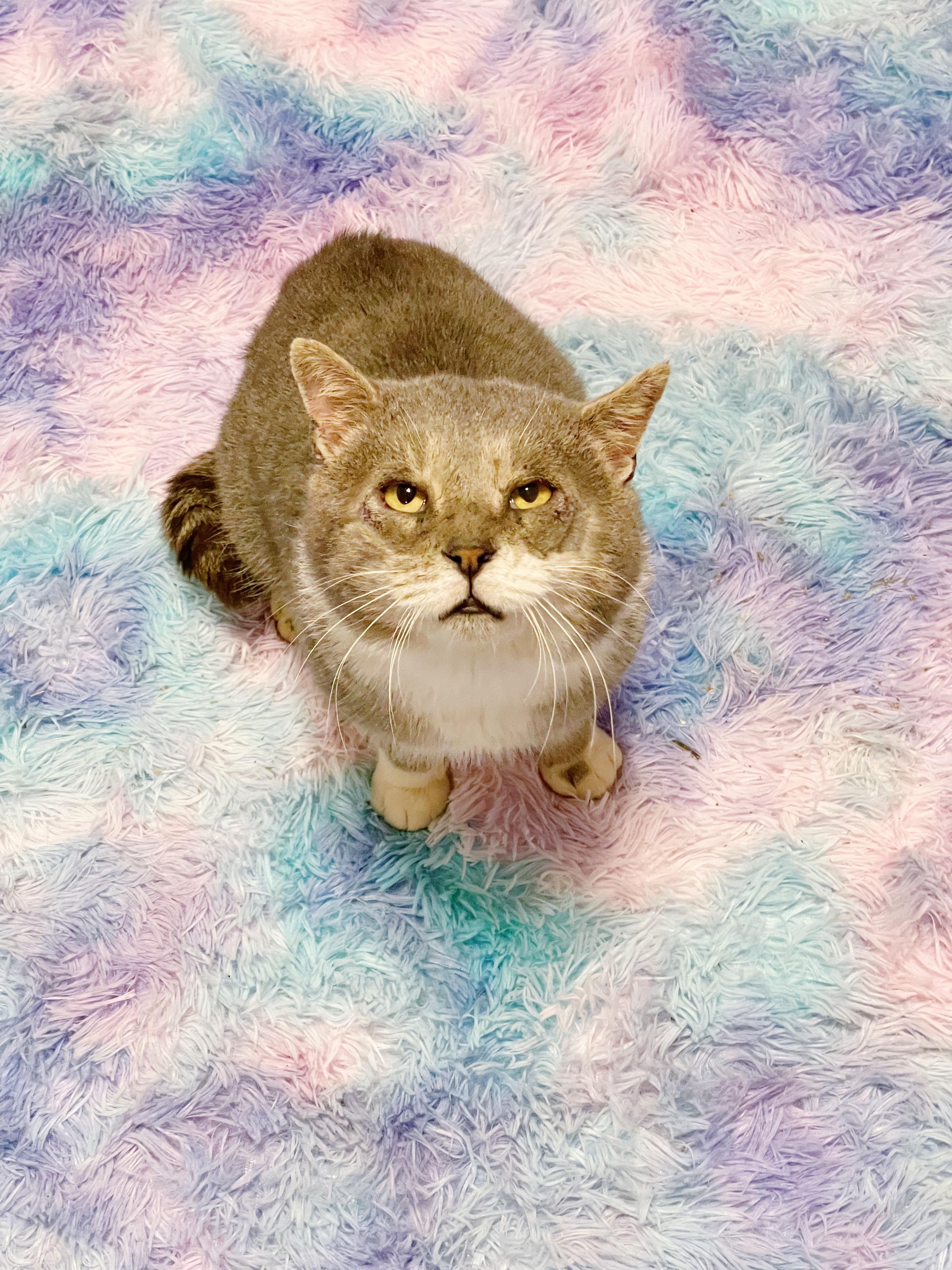 Wilford Brimley , ADOPTABLE, Adult Male Domestic Short Hair.