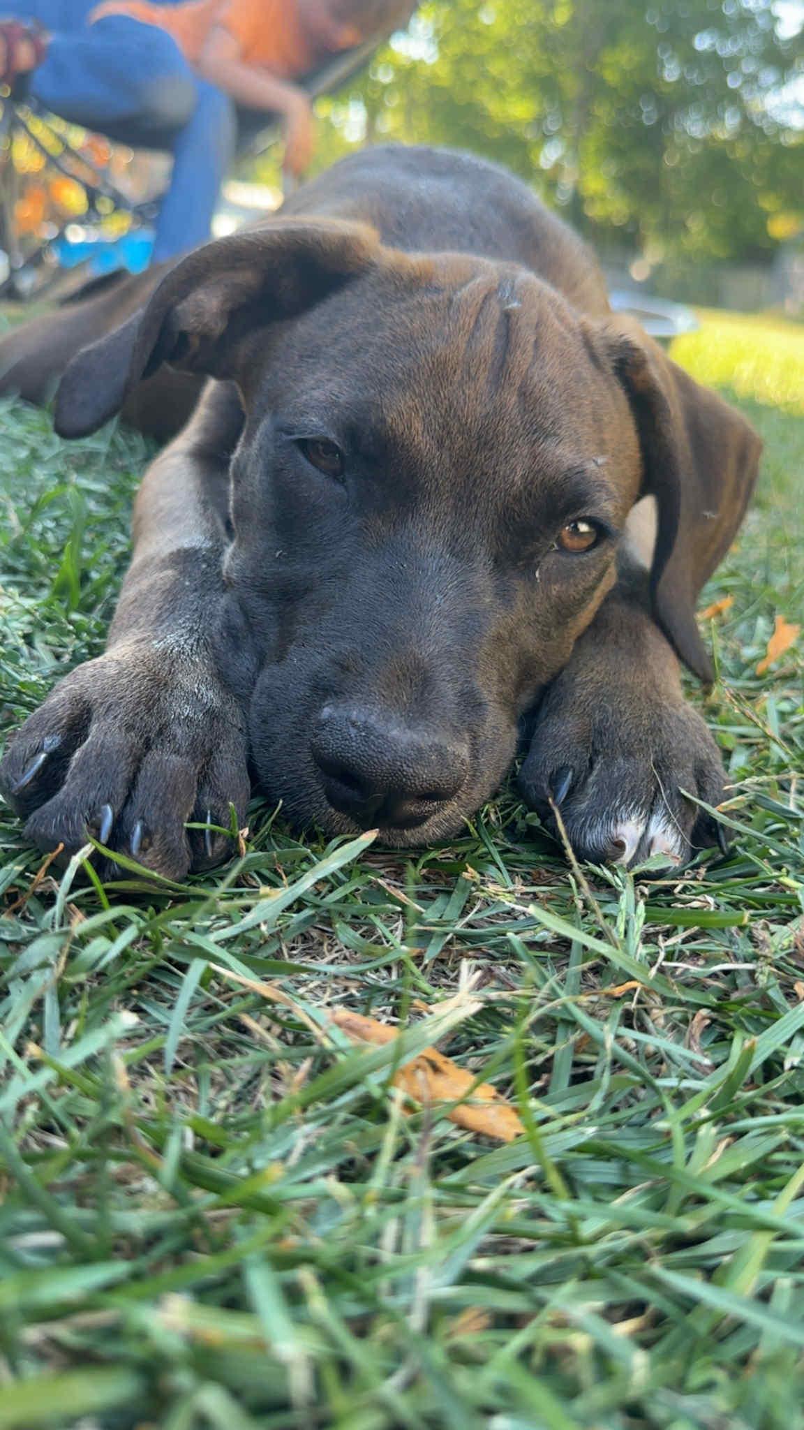 Leo