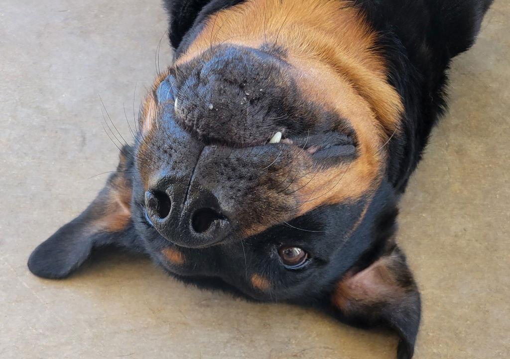 Sweetie, Adoptable, Adult Female Rottweiler.