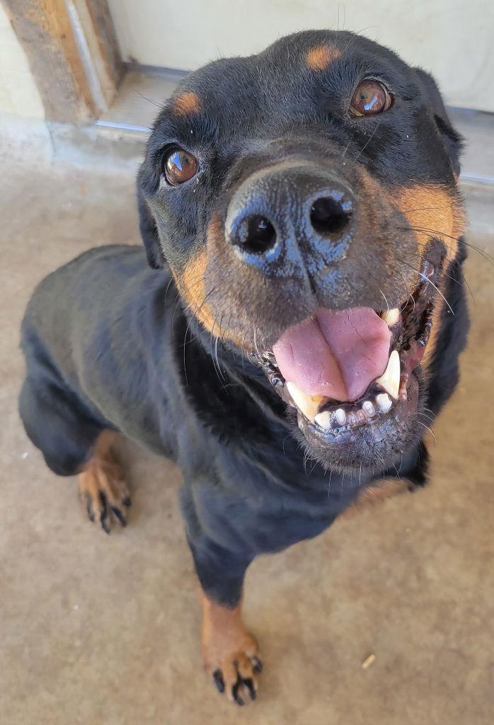 Enlarge Sweetie, a Adoptable Rottweiler in San Antonio, TX image 2/3