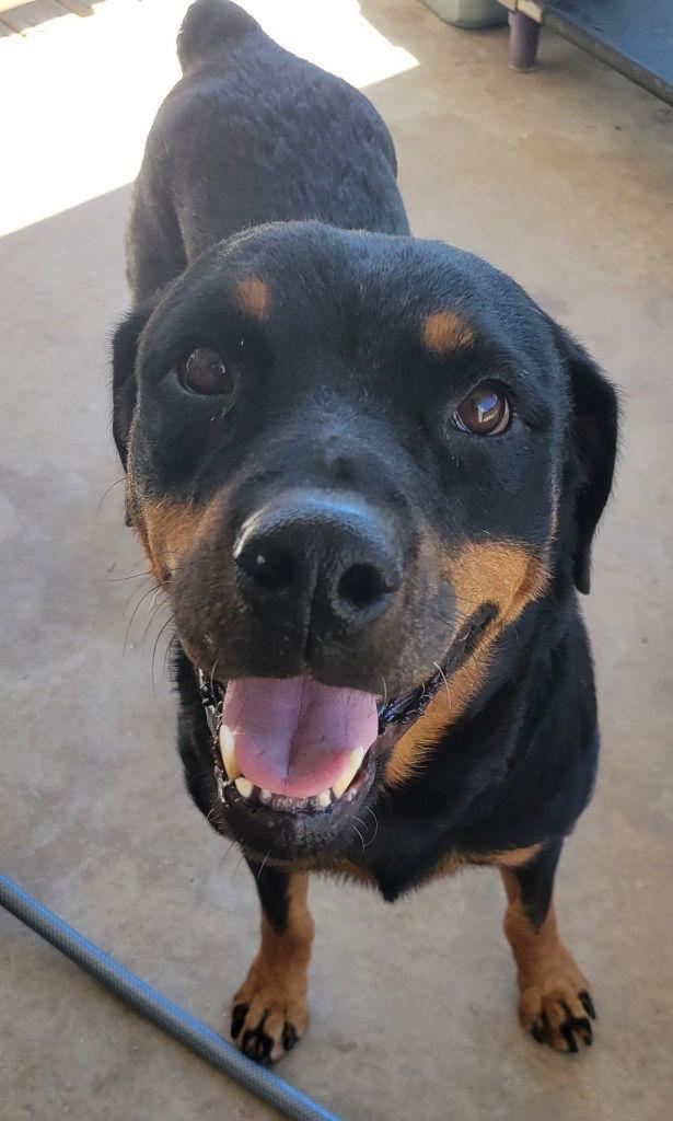 Enlarge Sweetie, a Adoptable Rottweiler in San Antonio, TX image 3/3