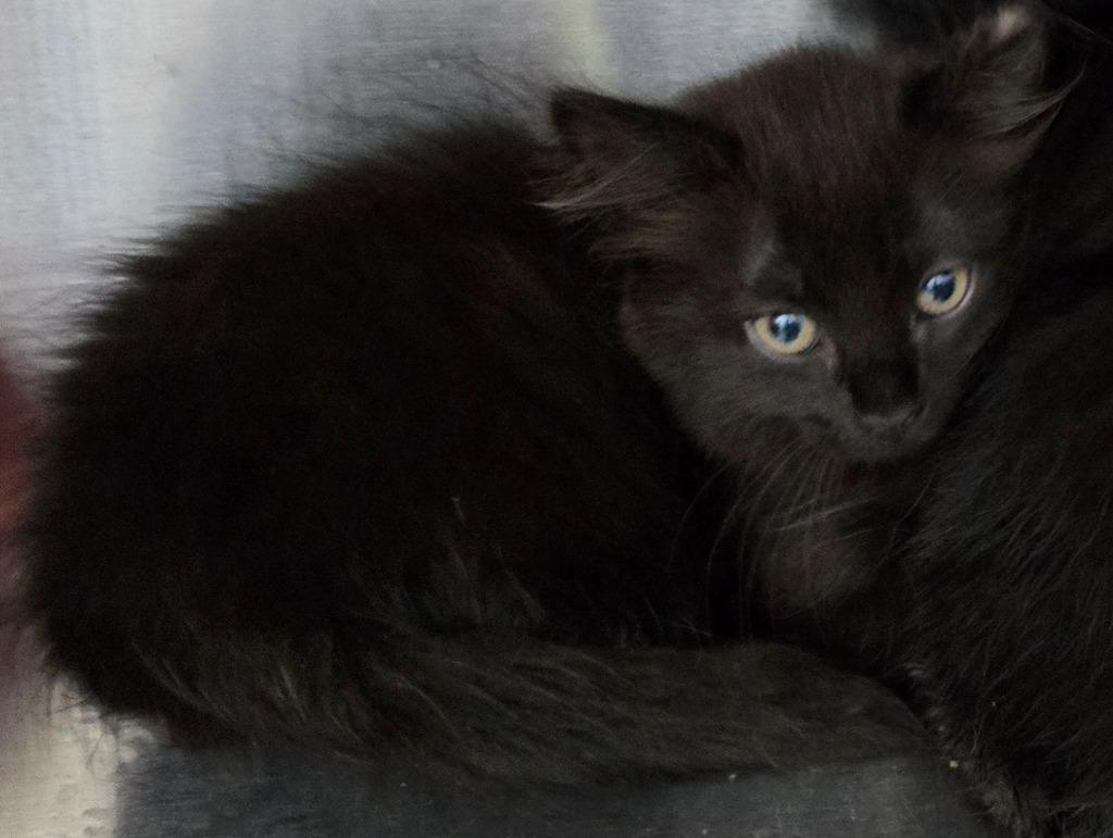 Simba, Adoptable, Kitten Female Domestic Long Hair.