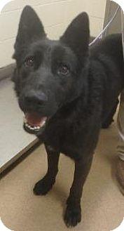 Clancey, a Adoptable German Shepherd Dog in Las Vegas, NV image 1/7