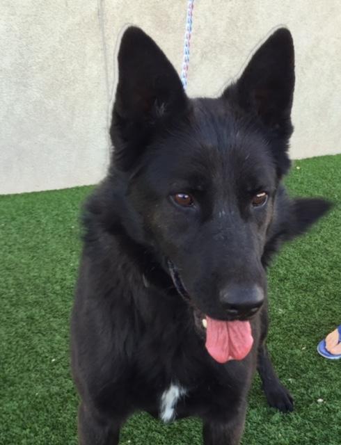 Clancey, a Adoptable German Shepherd Dog in Las Vegas, NV image 2/7