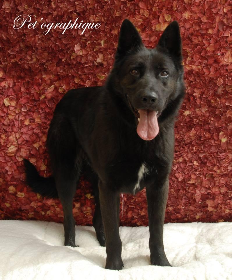 Clancey, a Adoptable German Shepherd Dog in Las Vegas, NV image 3/7